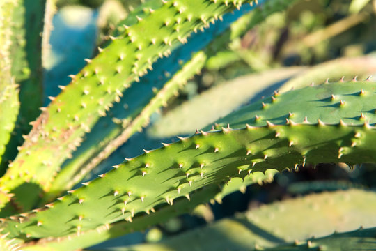 nature, botany and floral concept - close up of aloe plant growing outdoors