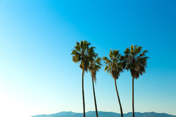 Obraz premium nature and summer holidays concept - palm trees over blue sky at venice beach, california