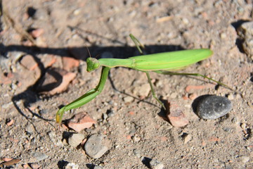 mantide religiosa