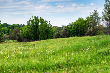 Russian countryside with green trees in summer