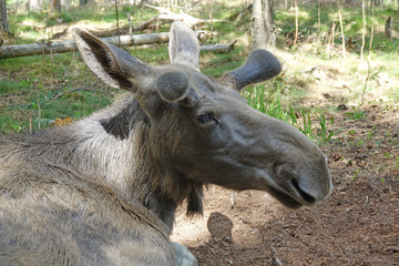 Elch