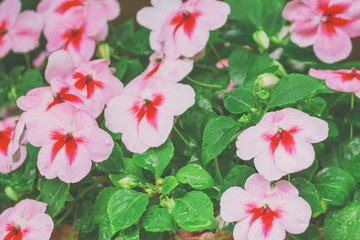 Beautiful white pink balsam flowers after the rain.