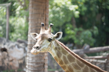 animal, giraffe