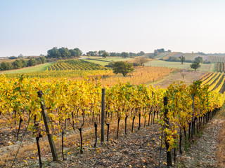 Fototapeta na wymiar Autumn vineyards near Oggau in Burgenland Austria