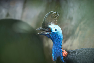 Cassowary,Southern Cassowary animal,