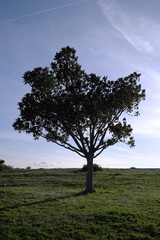 Obraz premium Albero solitario