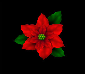 Red christmas star flower isolated on black background. Poinsettia. Winter flower, festive design element for xmas decoration design, invitation, poster, icon, logo, sticker. Vector illustration.