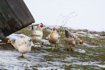 Poultry at a traditional farm