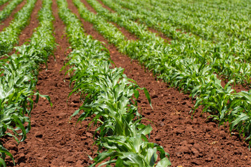 Young maize seedlings growing on a farm in South Africa