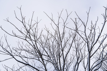 Branches is full of snow