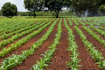 Fototapeta na wymiar Young maize seedlings being watered on a farm in South Africa