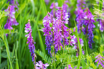 Obraz premium Beautiful blossoming Vicia tenuifolia in green grass
