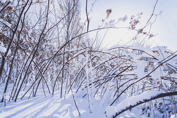 Fototapeta na wymiar Branches is full of snow