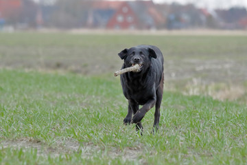 Labrador in Aktion