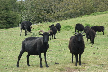 Herd of Wild Black Sheep