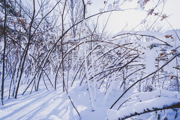 Branches is full of snow
