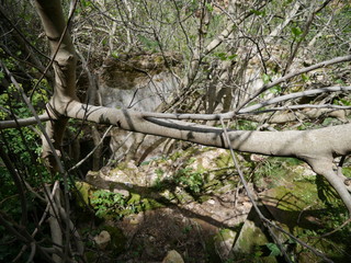 Obraz premium Old wall of a building decaying and overgrown in the woods