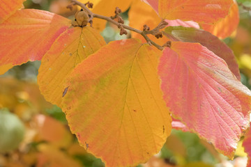Hamamelis x intermedia 'Feuerzauber'