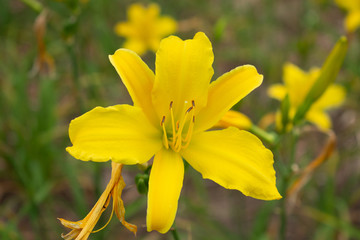 Yellow flower