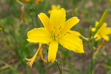 Yellow flower