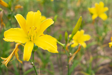 Yellow flower