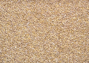 Pearl barley seeds background