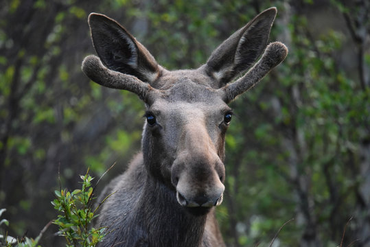 Elch im Dovrefjell Nationalpark, Norwegen / Skandinavien