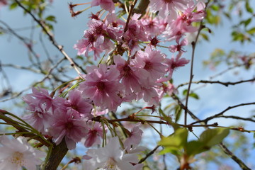 cherry blossom