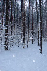 winter snow forest