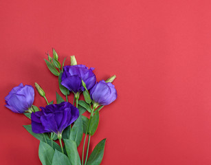 fresh blooming flowers Eustoma Lisianthus on red paper background