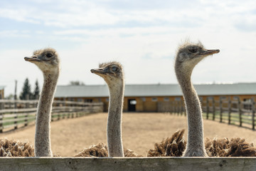Three funny ostrich head in the background of the farm.