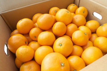 産地直送箱入りみかん - Fresh mandarin oranges from farm in the box
