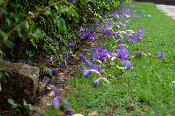 Dead flowers
