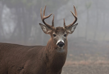 White-tailed deer buck closeup with huge neck walking through the foggy woods during the rut in autumn in Canada