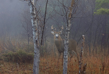 Obraz na płótnie Canvas White-tailed deer buck with huge neck walking through the foggy woods during the rut in autumn near Ottawa, Canada