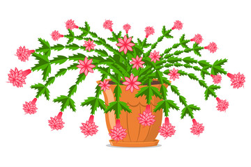 Blooming Christmas cactus in a pot. Vector cartoon illustration isolated on white background.