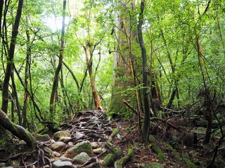 YAKUSHIMA
