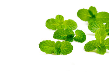 Mint leaves on white background