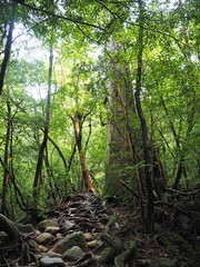 YAKUSHIMA