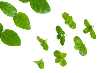 Mint leaves and lime leaves on white background