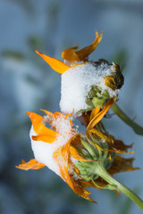Abstract living wild flowers, covered in snow after a fast climate change