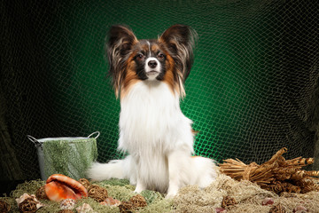 Continental Toy Spaniel dog on dark green background