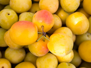 Yellow plum. Autumn harvest.