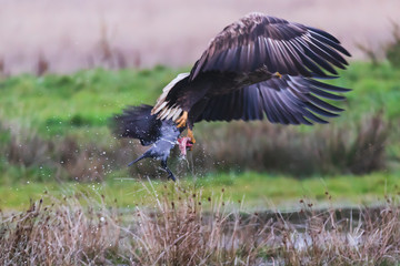 sea eagle (Haliaeetus albicilla) hunting hooded crows