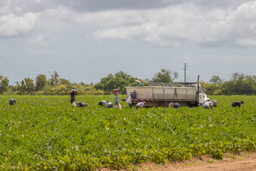 Fototapeta premium everglades national park