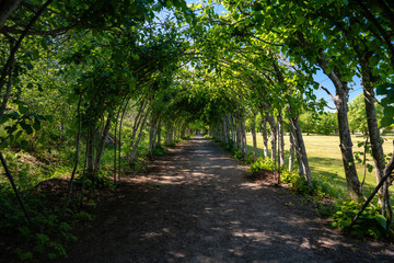 Walking path through green bush arches