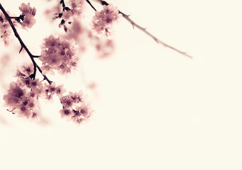 Soft focus Cherry Blossom or Sakura flower on nature background
