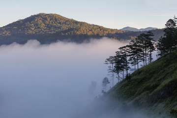 Pine forest valley in mistty sunlight morning