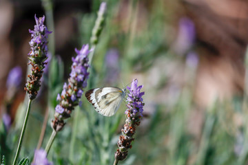 Butterfly in lavender flower