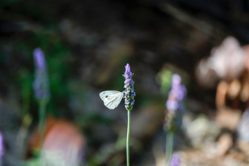 Butterfly in lavender flower